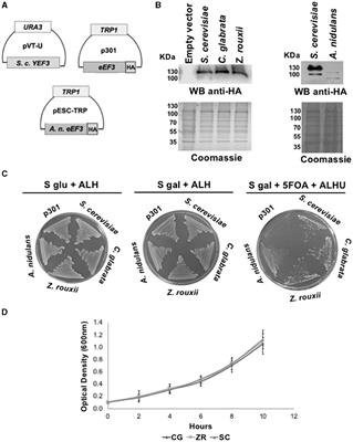 The gene YEF3 function encoding translation elongation factor eEF3 is partially conserved across fungi